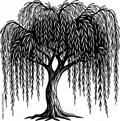 Weeping willow tree with long branches, isolated on black, cut out transparent
