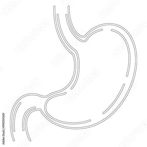 Minimal line human stomach and digestive system anatomy esophagus line minimal anatomy stomach digestive tract