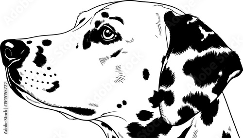 Close-up profile of a Dalmatian dog with black spots on white fur looking upwards