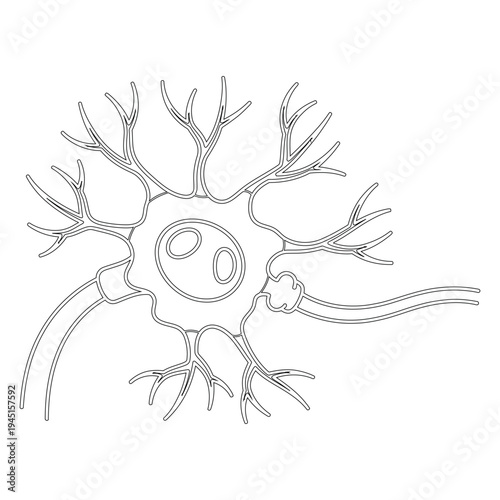 Minimal line of a neuron cell in black and white simple biology
