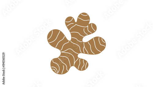 A brown ginger root vector illustration with white lines on a white background