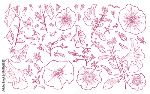 Large floral set. Morning glory isolated on a transparent or white background. Flower in a pink outline. Vector illustration. Line drawing. Botanical element for decorating summer and spring designs.