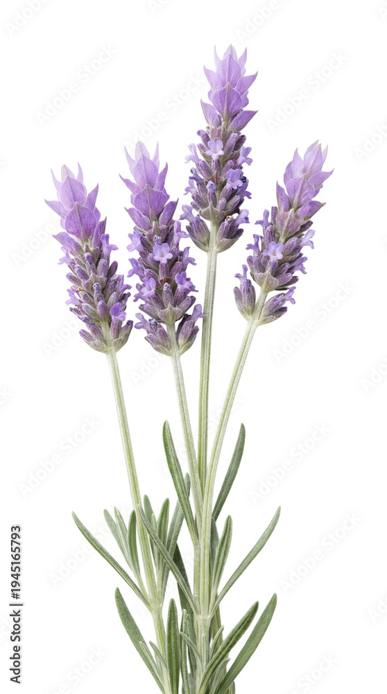 Obraz premium Fresh Lavender Sprigs with Purple Flowers and Green Leaves Isolated on White and Transparent Background, PNG. Organic Lavandula Herb for Aromatherapy and Botanical Design
