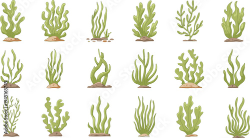 Collection of Fifteen Underwater Seaweed and Algae Plants on a White Background ocean