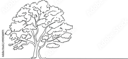 Continuous line drawing of a mature deciduous tree with a dense, textured canopy and sturdy trunk on a white background Keywords: tree, drawing, single line, continuous line, outline