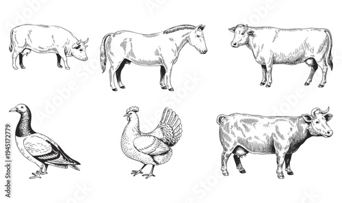 Vintage farm animals illustration. Hand drawn livestock collection with detailed ink engraving lines.