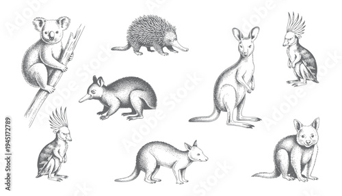 Wildlife engraving collection. Hand drawn koala kangaroo echidna cockatoo and quokka illustrated in vintage black and white line art style.