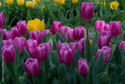 チューリップの花壇