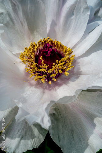 白い牡丹の花の中心のアップ