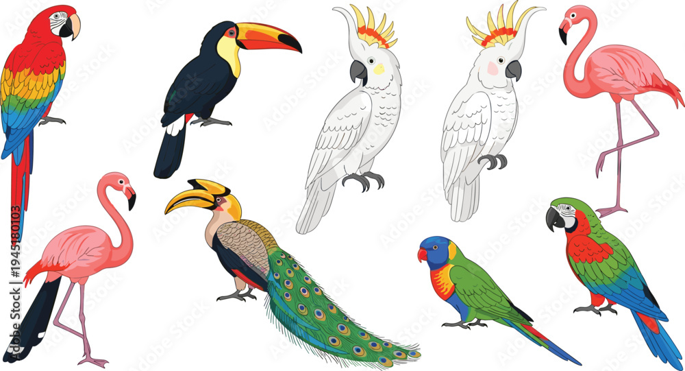 Fototapeta premium Exotic Tropical Bird Species Collection with Parrot Toucan Flamingo Cockatoo Peacock and Colorful Jungle Wildlife Birds Vector Illustration Set