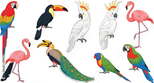 Exotic Tropical Bird Species Collection with Parrot Toucan Flamingo Cockatoo Peacock and Colorful Jungle Wildlife Birds Vector Illustration Set