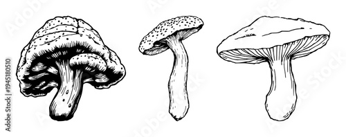 Reishi set with vintage ink sketch and botanical engraving detail featuring medicinal fungi, hatching, illustration with black ink and white background