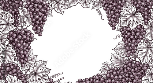 Detailed vintage style frame border made of bunches of purple grapes and detailed leaves on a white background.