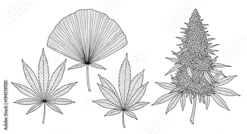 Scientific botanical illustrations of diverse cannabis leaves and a mature flowering plant for medical research and educational purposes.