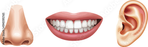 vector illustration of a teeth