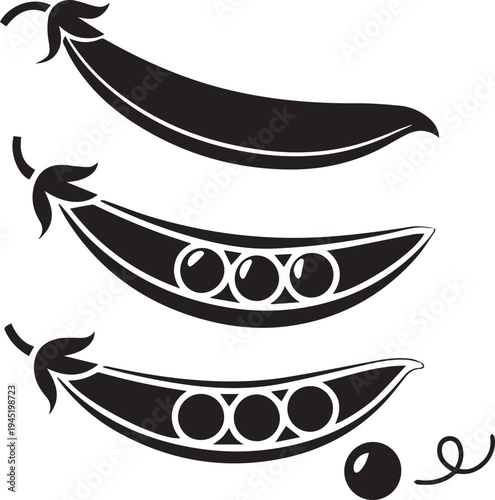 Three black and white pod showing different stages of pea development peas pods