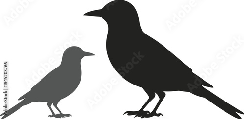 Black silhouette comparison of a large common raven and a smaller crow or jackdaw isolated on a white background for nature education and wildlife study.