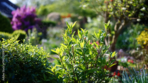 Growing green garden foliage in bright sunlight, highlighting lush spring nature and vibrant backyard plants