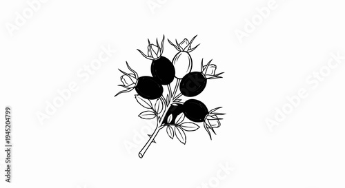 Black and white illustration of a rosehip branch with six berries