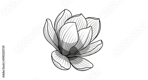 Elegant Magnolia Flower Sketch with Shading - Black and White Botanical Illustration