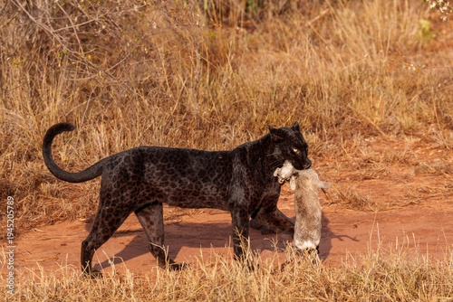 A black leopard with a dik-dik it caught in Mpala research centre in Laikipia, Kenya. 