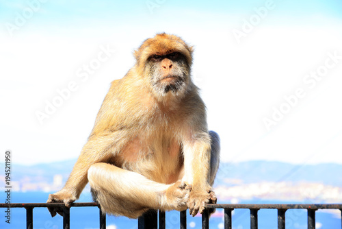 Barbary macaque on a fence at the Rock of Gibraltar, Great Britain