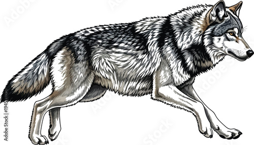 Detailed illustration of a majestic gray wolf powerfully trotting isolated on a stark white background showing fur texture
