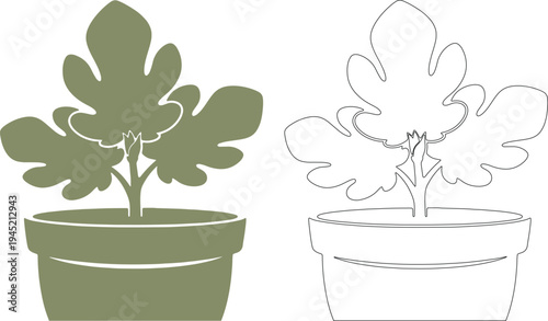 Green potted fig plant silhouettes sprout