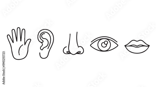 Vector illustration of the five human senses touch, hearing, smell, sight, and taste