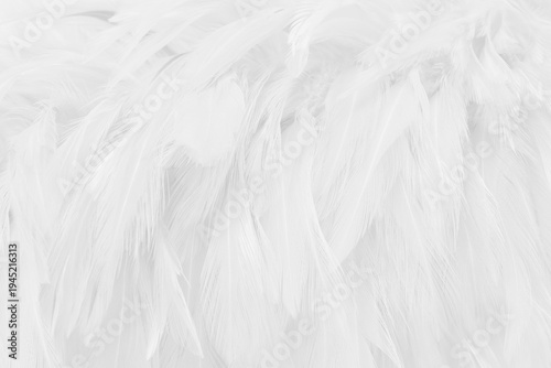 Beautiful white grey bird feathers pattern texture background.