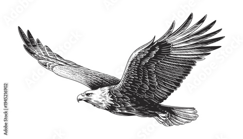 Flying eagle engraving illustration with spread wings in vintage retro ink line art.