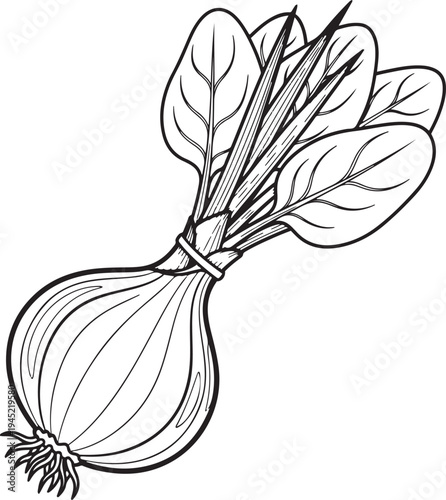 Black and white line of a bunch of fresh spinach leaves tied to a bulbous onion with roots vegetable