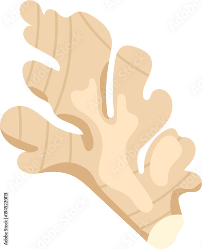 Isolated Ginger Root Illustration