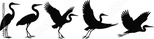 Dynamic bird flight silhouette sequence, heron crane taking off, wildlife motion study, graceful avian wings spread, nature animal movement illustration