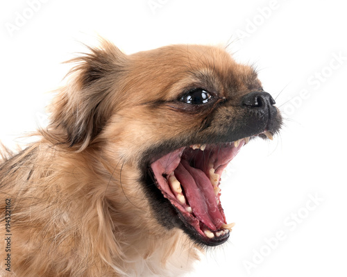 Foto Tibetan spaniel in studio