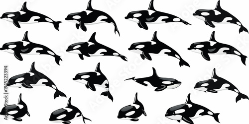 A playful pattern of orcas swimming in various directions
