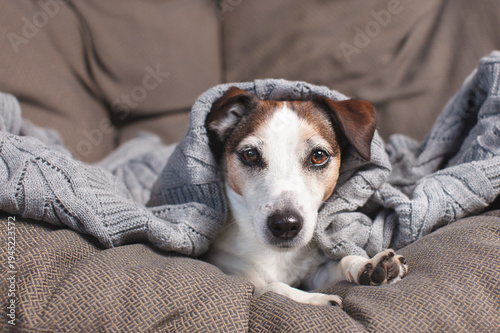 White Dog on soft sofa in living room, cute Pet looking at camera at home