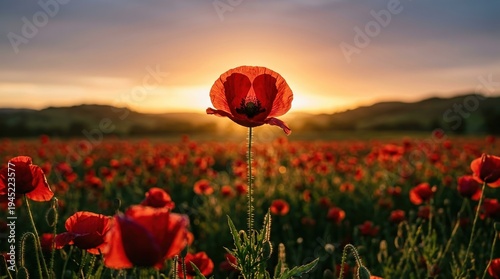 poppy field sunset remembrance anzac day red flower blooming in a vast meadow against a golden mountain horizon, symbolizing sacrifice and honoring veterans during the dawn service
