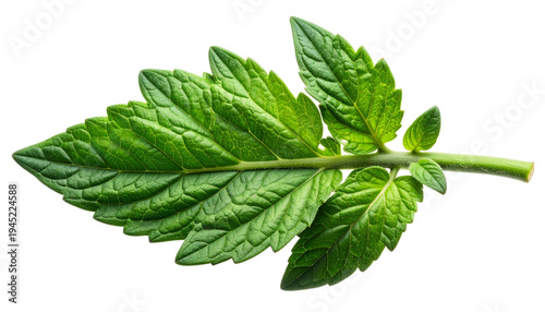 Close-up of a vibrant green leaf showing veins and intricate textures against black