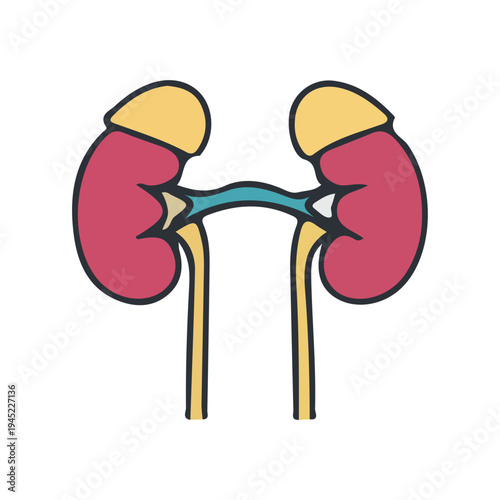 Kidney Anatomy Illustration