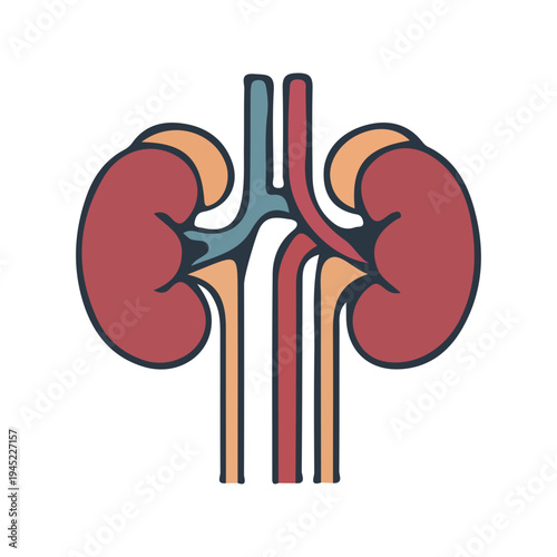 Kidney Anatomy Illustration