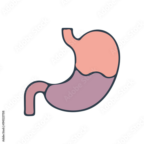 Human Stomach Anatomy Icon