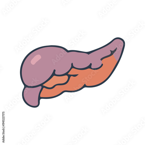 Pancreas organ illustration
