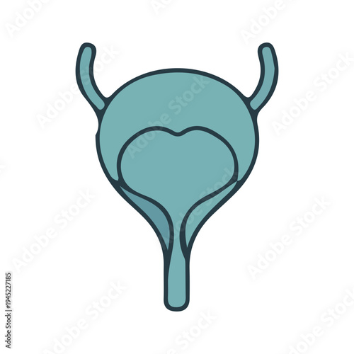 Human Bladder Icon