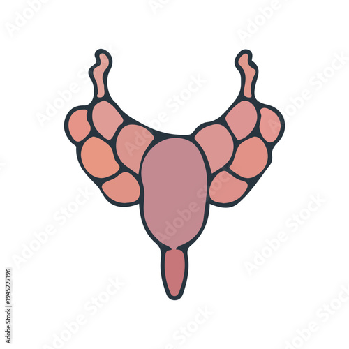 Thyroid Gland Illustration