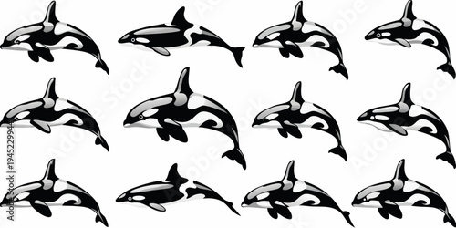 A collection of orca whales swimming in various poses