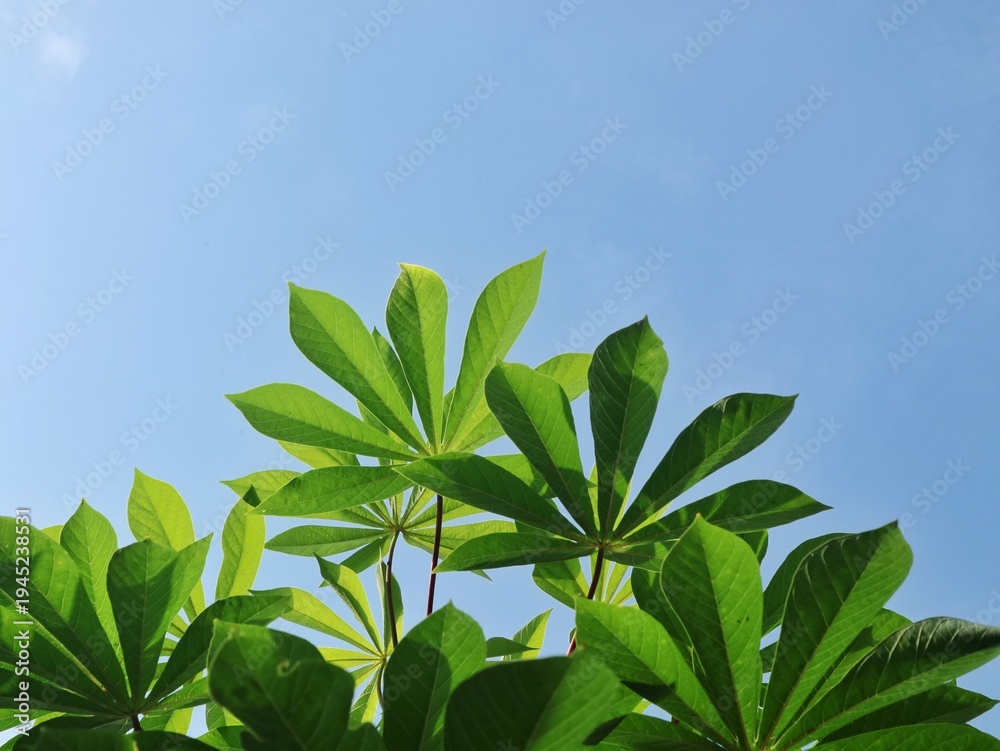 Obraz premium Low angle shot of lush green cassava leaves (Manihot esculenta) under a bright blue sky. Perfect for themes related to agriculture, nature, organic farming, and tropical background