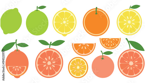 A vibrant citrus fruit illustration with various oranges and lemons