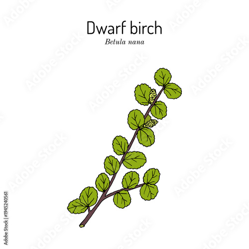 Dwarf Birch (Betula nana), medicinal plant. Hand drawn botanical vector illustration