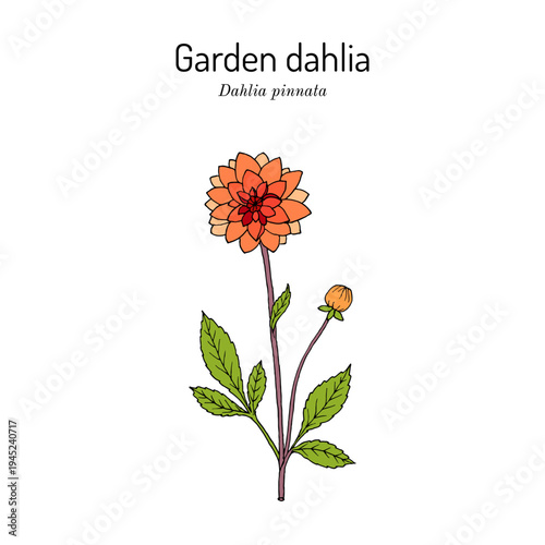 Garden dahlia (Dahlia pinnata), ornamental plant. Hand drawn botanical vector illustration